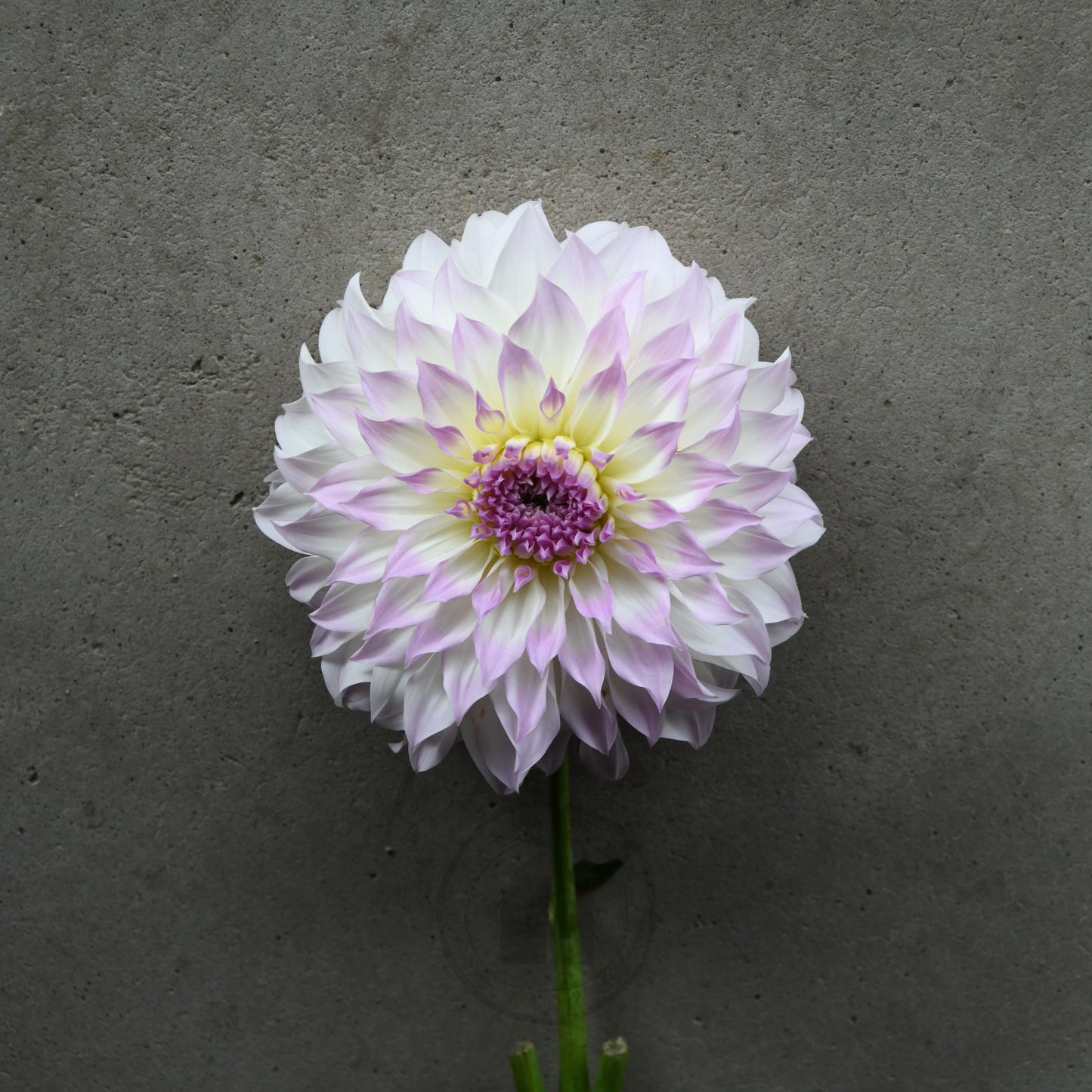 Dahlia 'Anne's Delight'