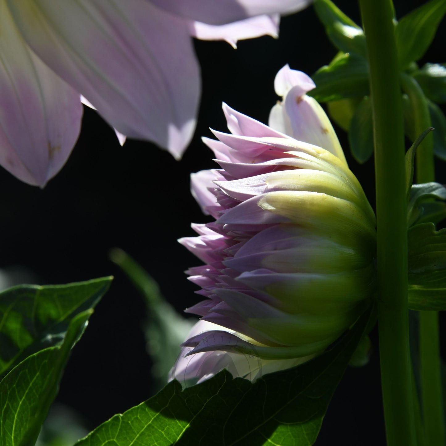 Dahlia 'Anne's Delight'