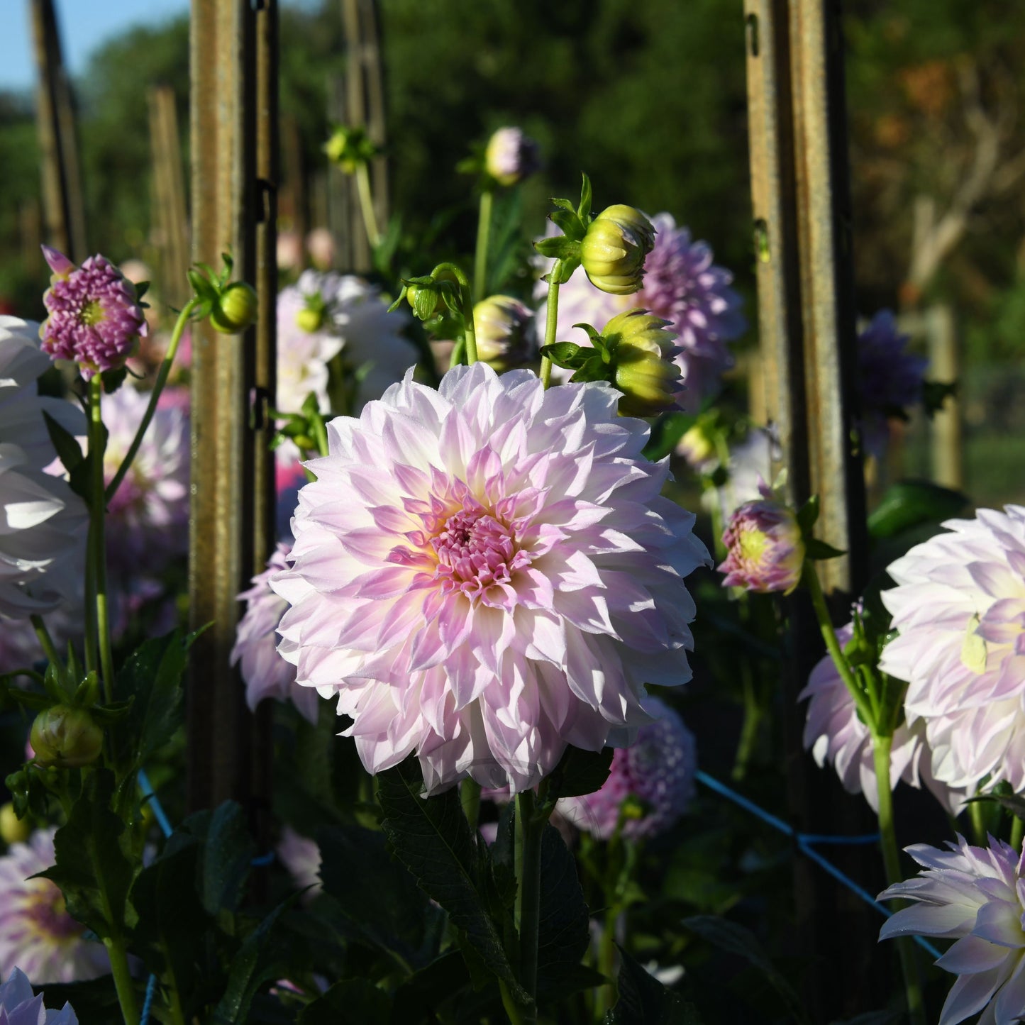 Pink and white flowers with green stems in a garden setting