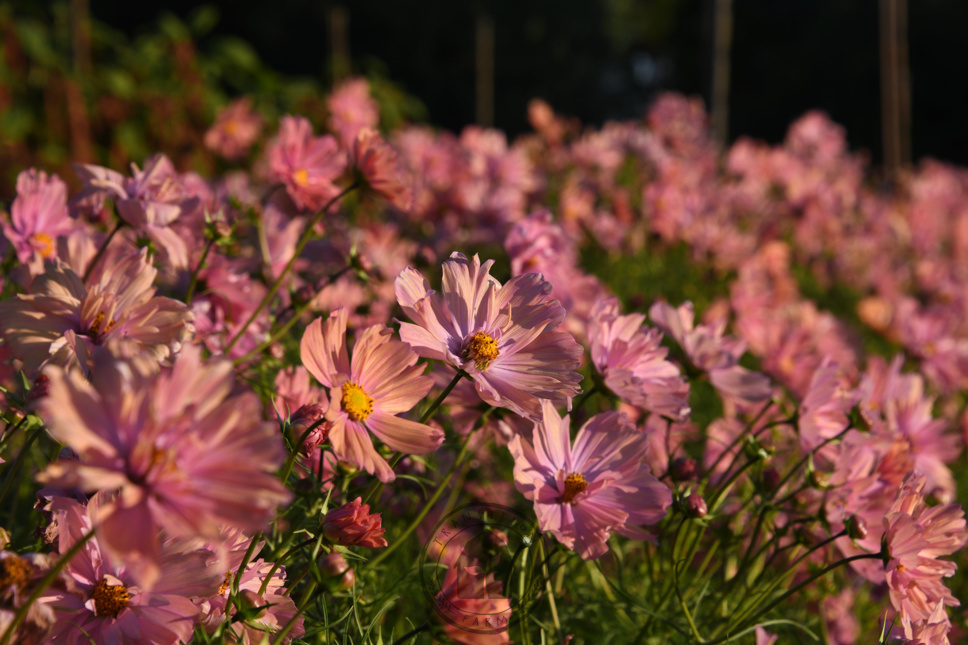 Pink flowers in a field with a blurred background