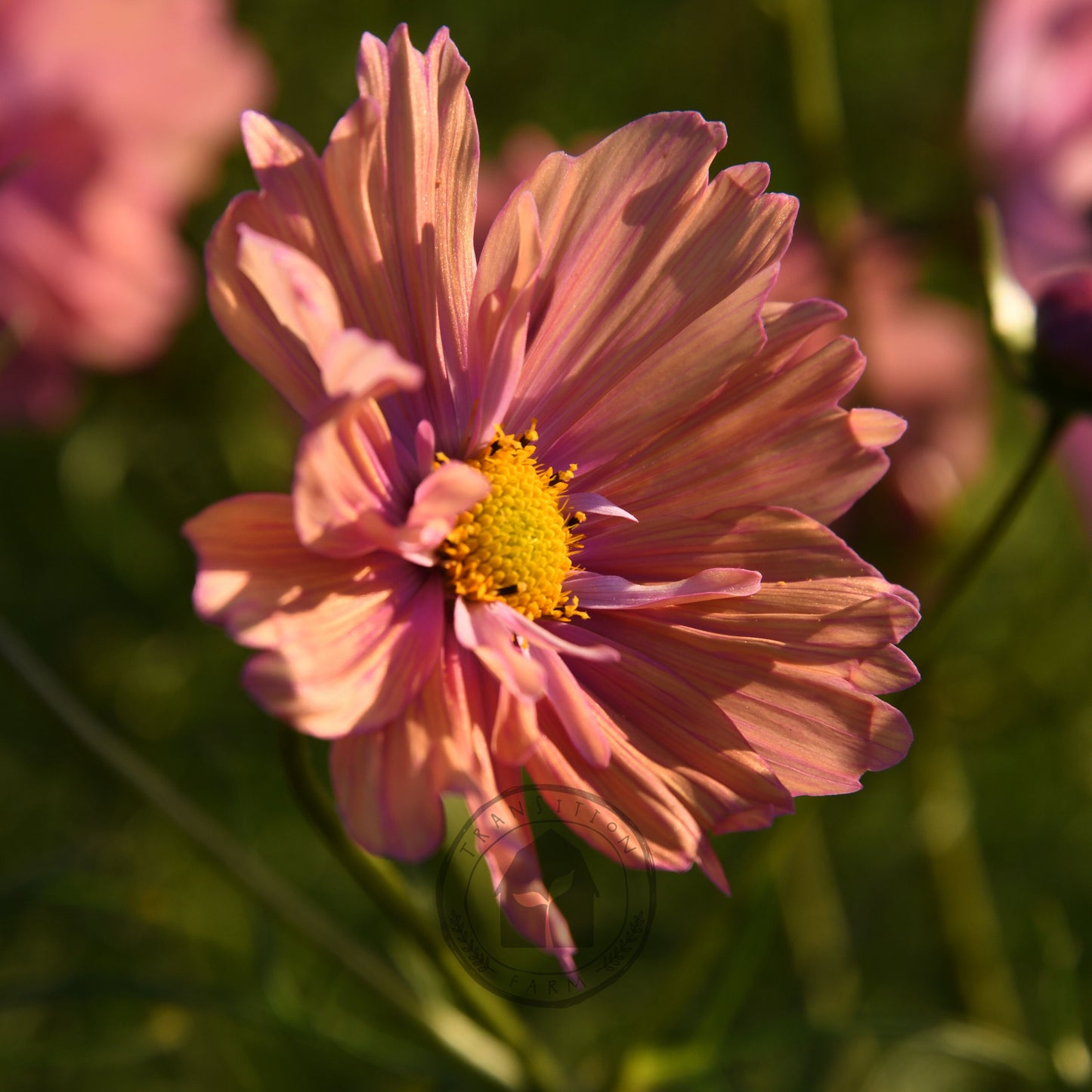 Close-up of a pink flower with a blurred background