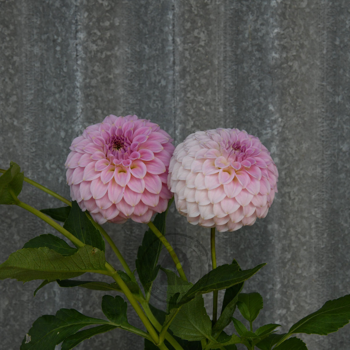 Dahlia 'Araleun Leatrice'