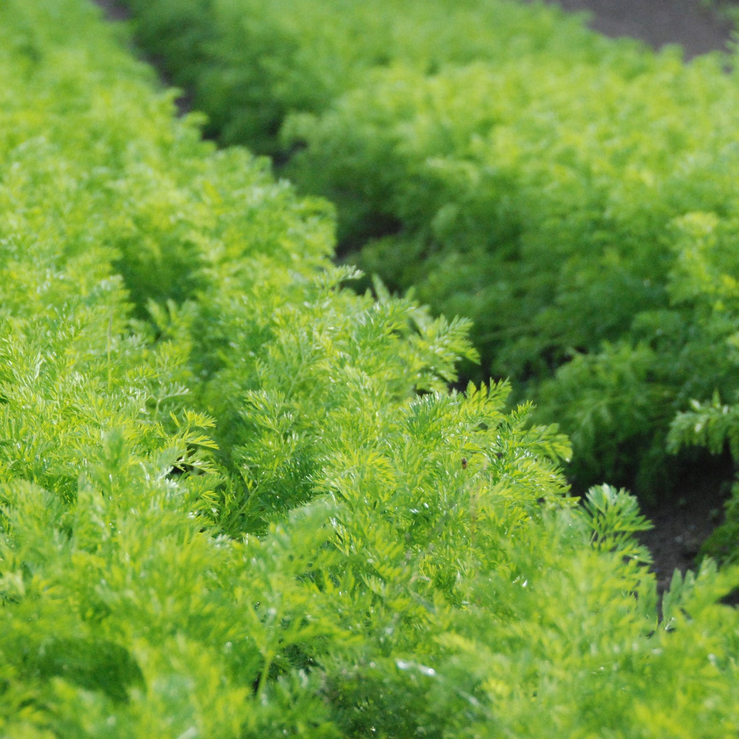 Carrot 'Little Finger'