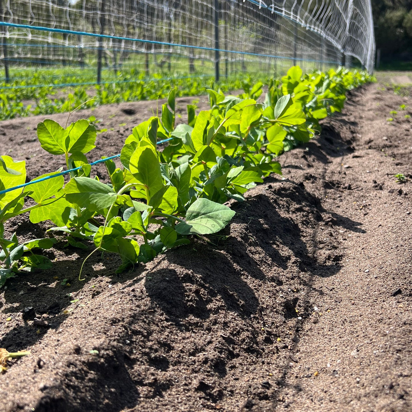 Snow Pea 'Beauregarde'