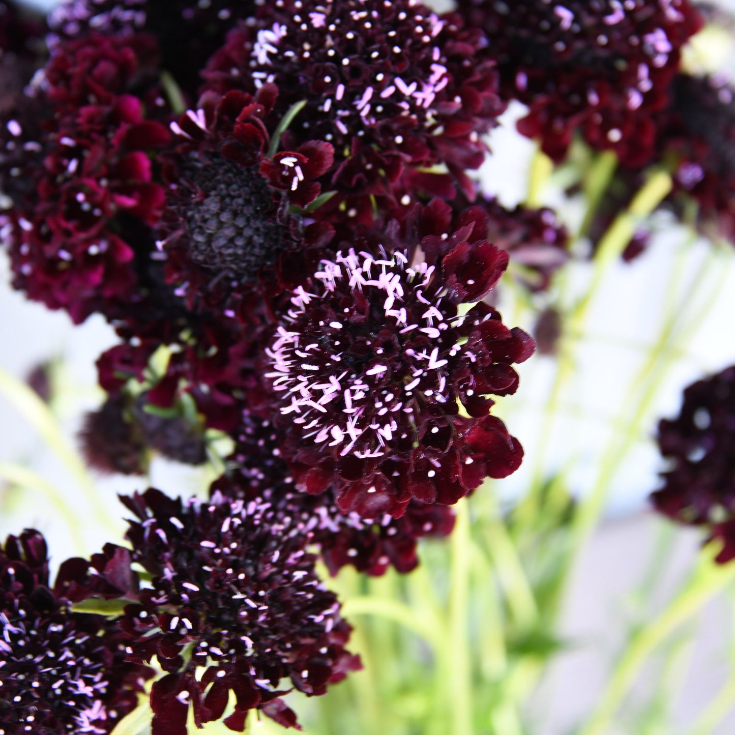 Close-up of dark purple flowers with a blurred white background