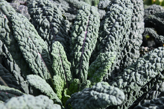 Kale 'Black Magic'