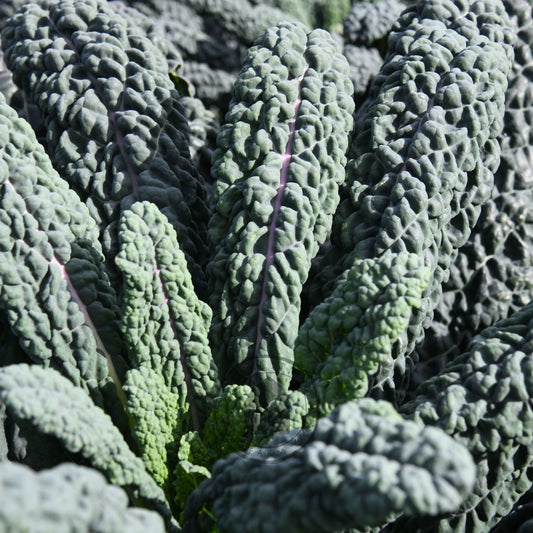 Kale 'Black Magic'
