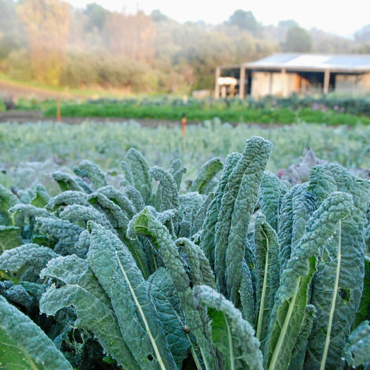 kale growing in back paddock on farm