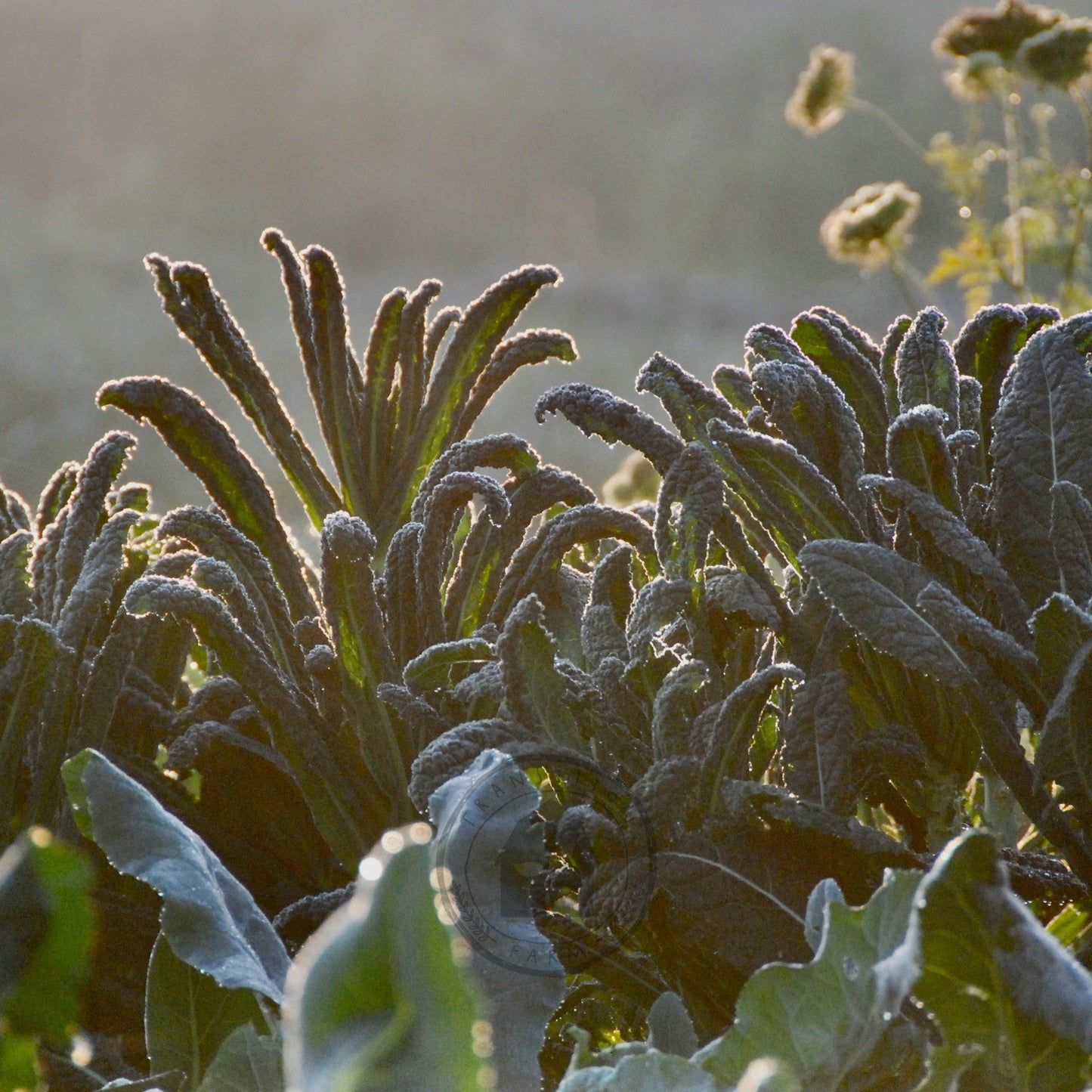 kale growing in morning light
