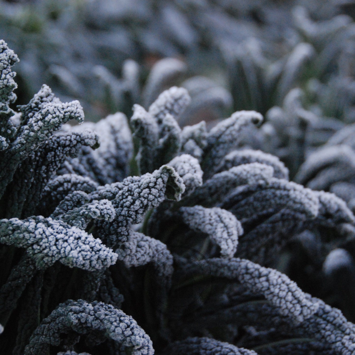 kale on frosty morning