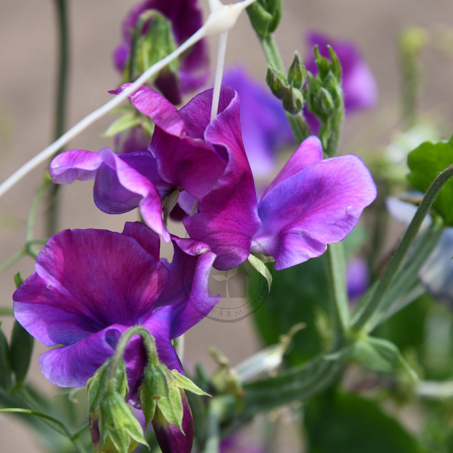 Close-up of purple flowers with green leaves on a blurred background