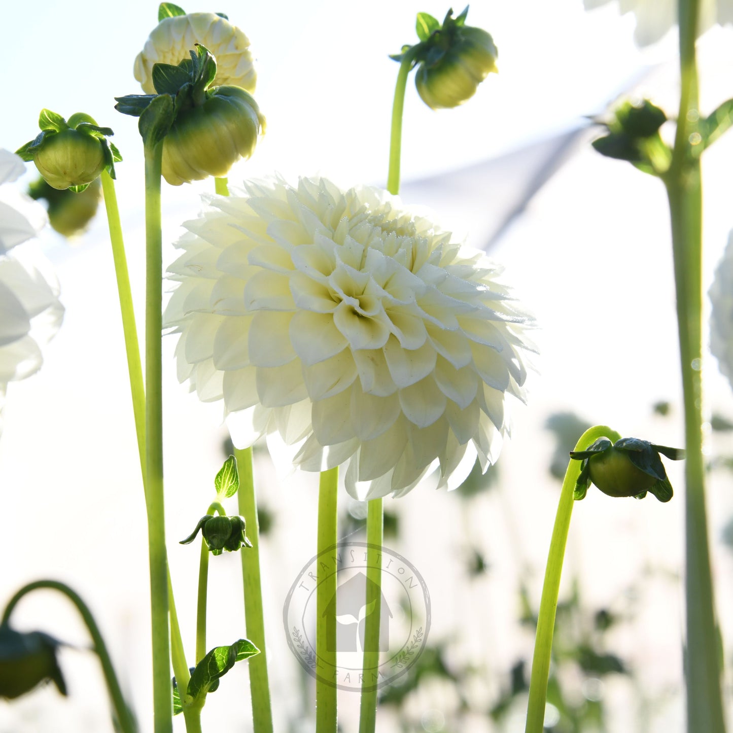 Dahlia 'Boundary Snowflake'