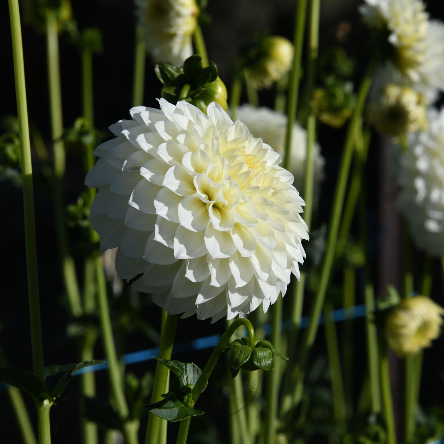 Dahlia 'Boundary Snowflake'