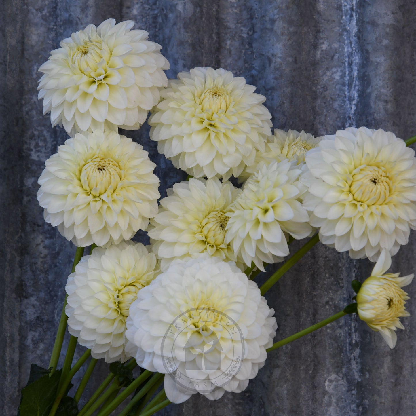 Dahlia 'Boundary Snowflake'