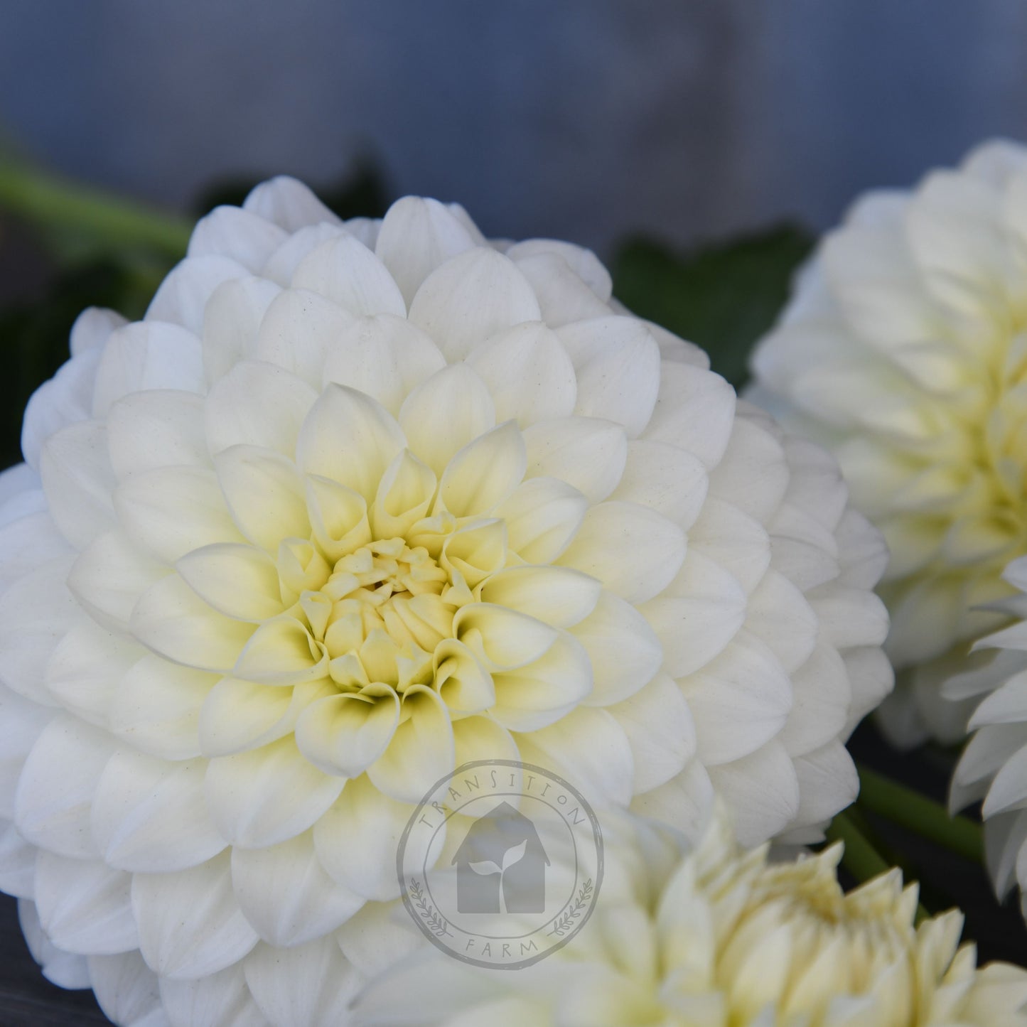 Dahlia 'Boundary Snowflake'