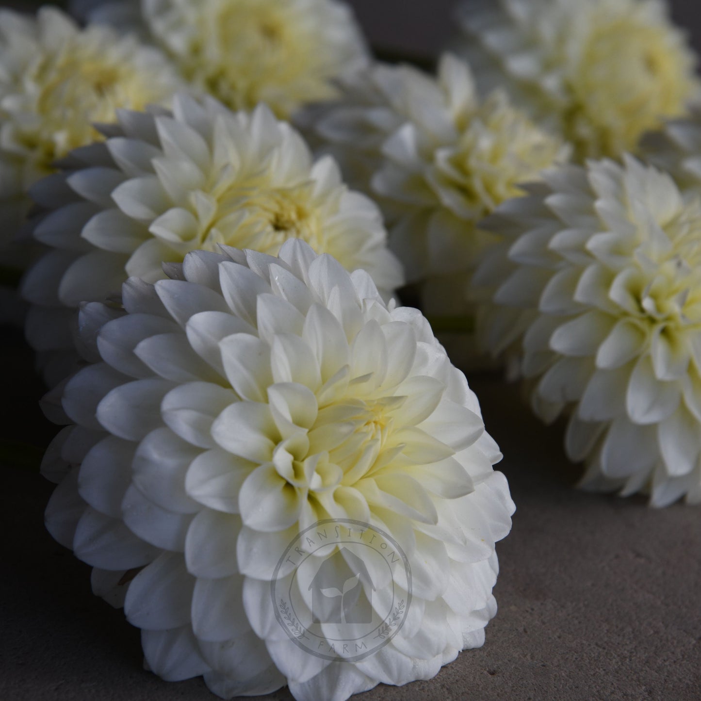 Dahlia 'Boundary Snowflake'