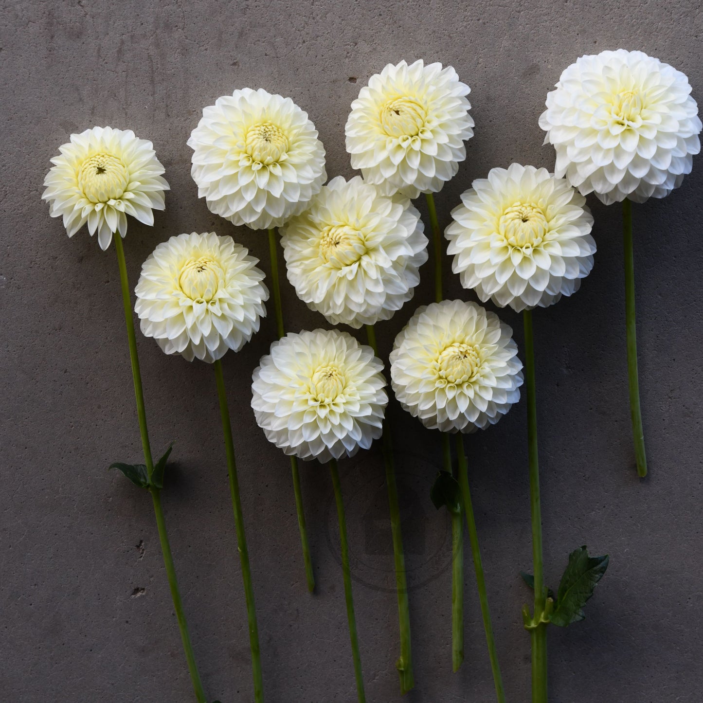 Dahlia 'Boundary Snowflake'