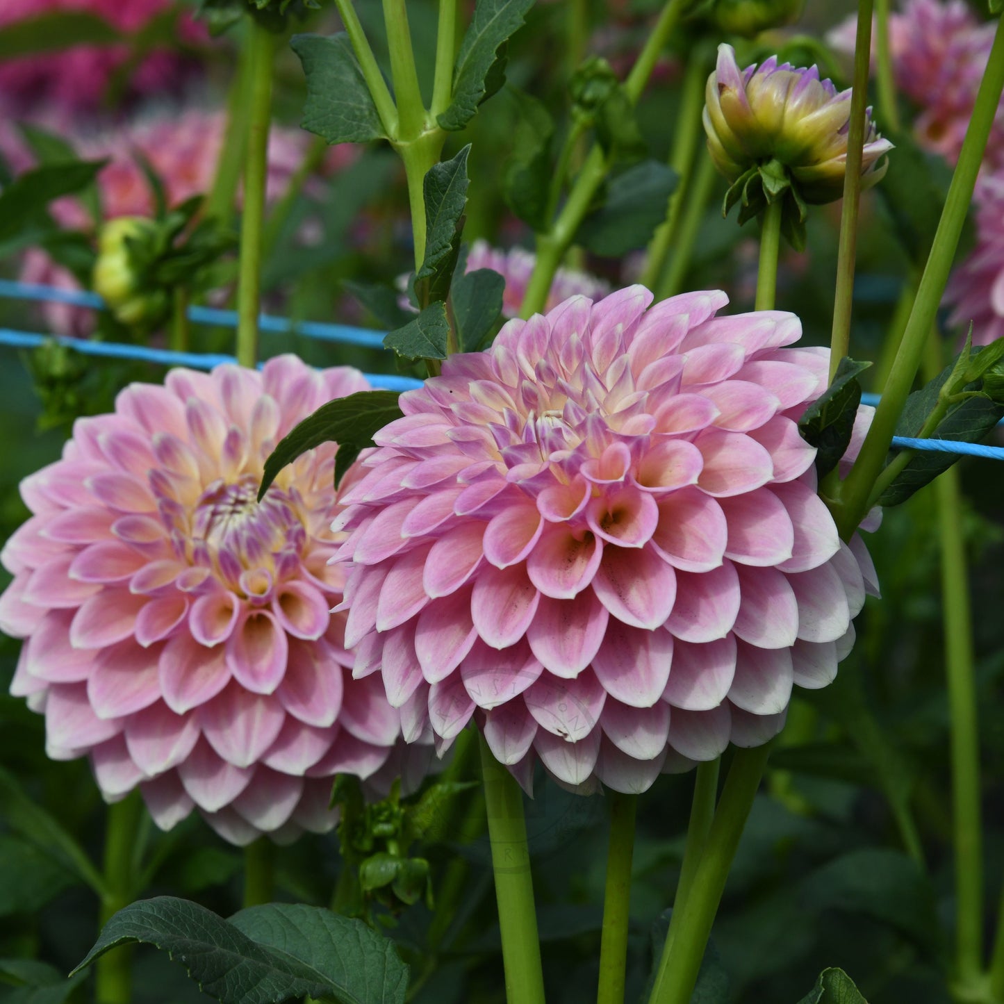 Dahlia 'Boundary Sophia'