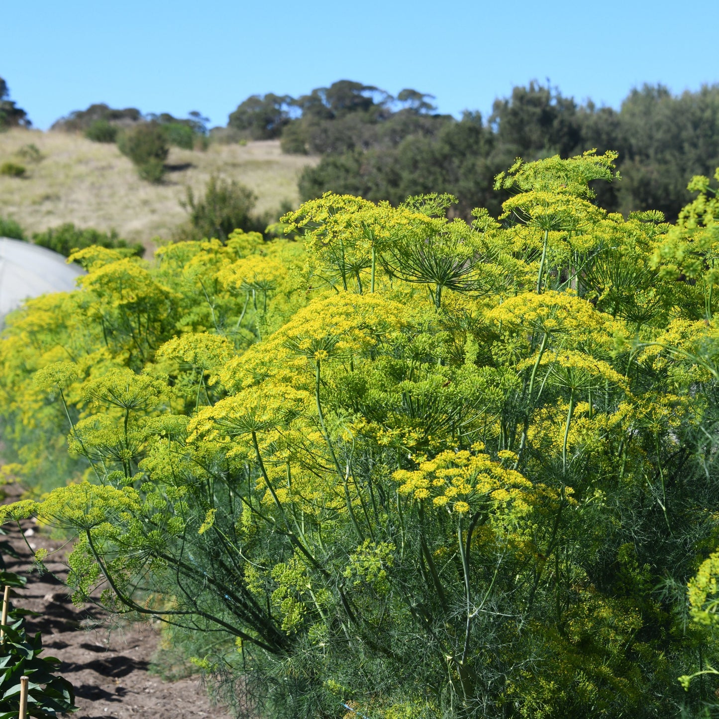 Dill 'Bouquet'