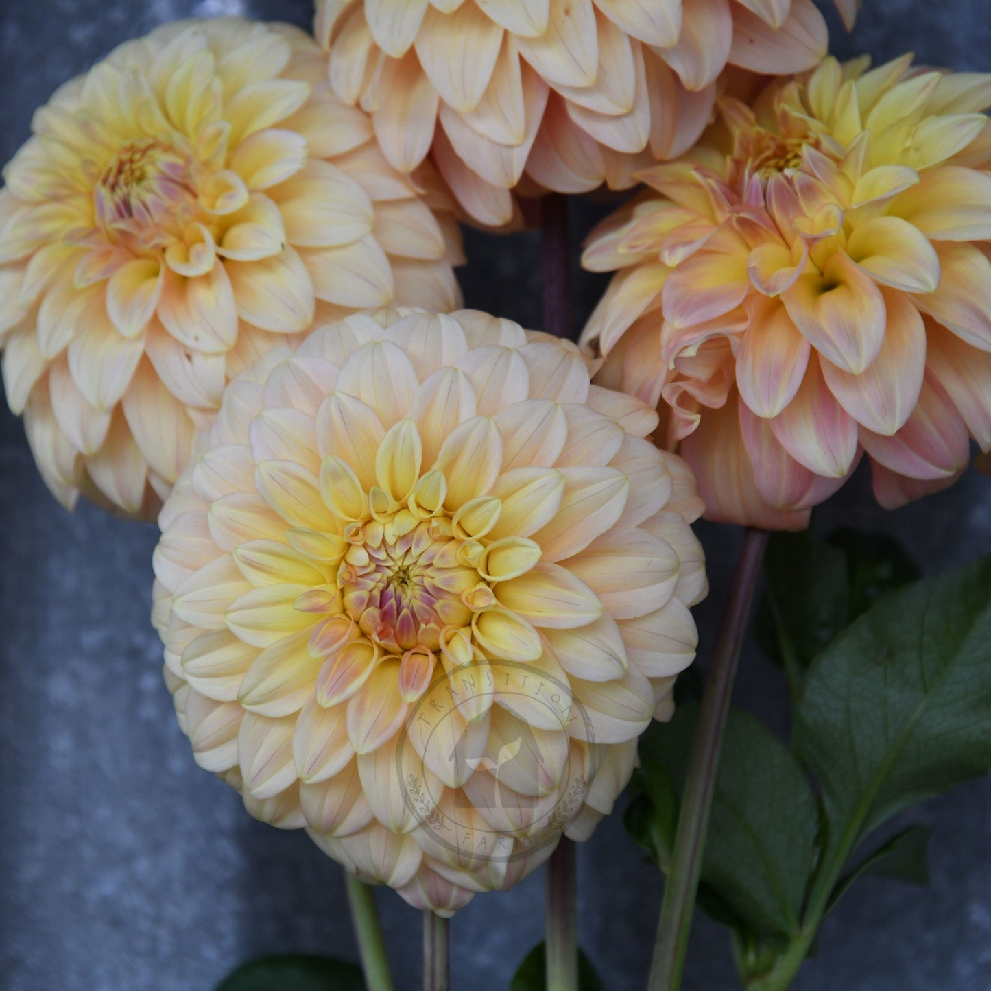 Dahlia 'Bracken Glenda'