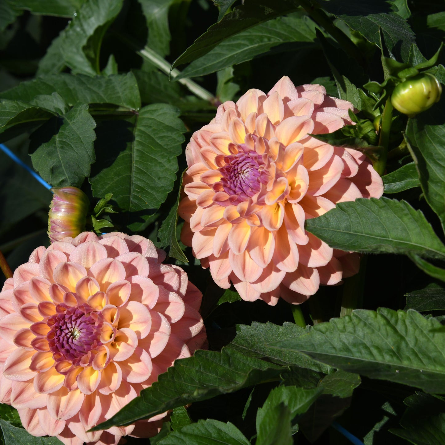 Dahlia 'Breannon'