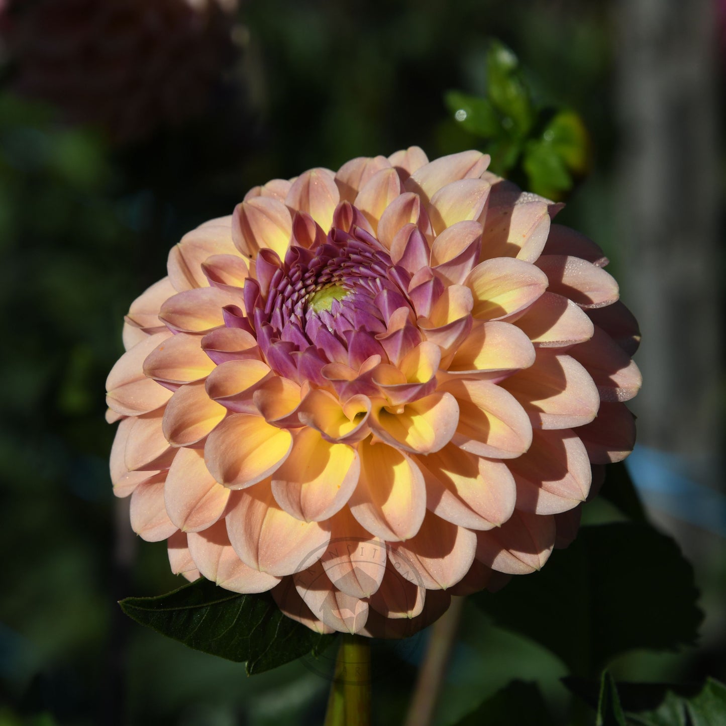 Dahlia 'Breannon'