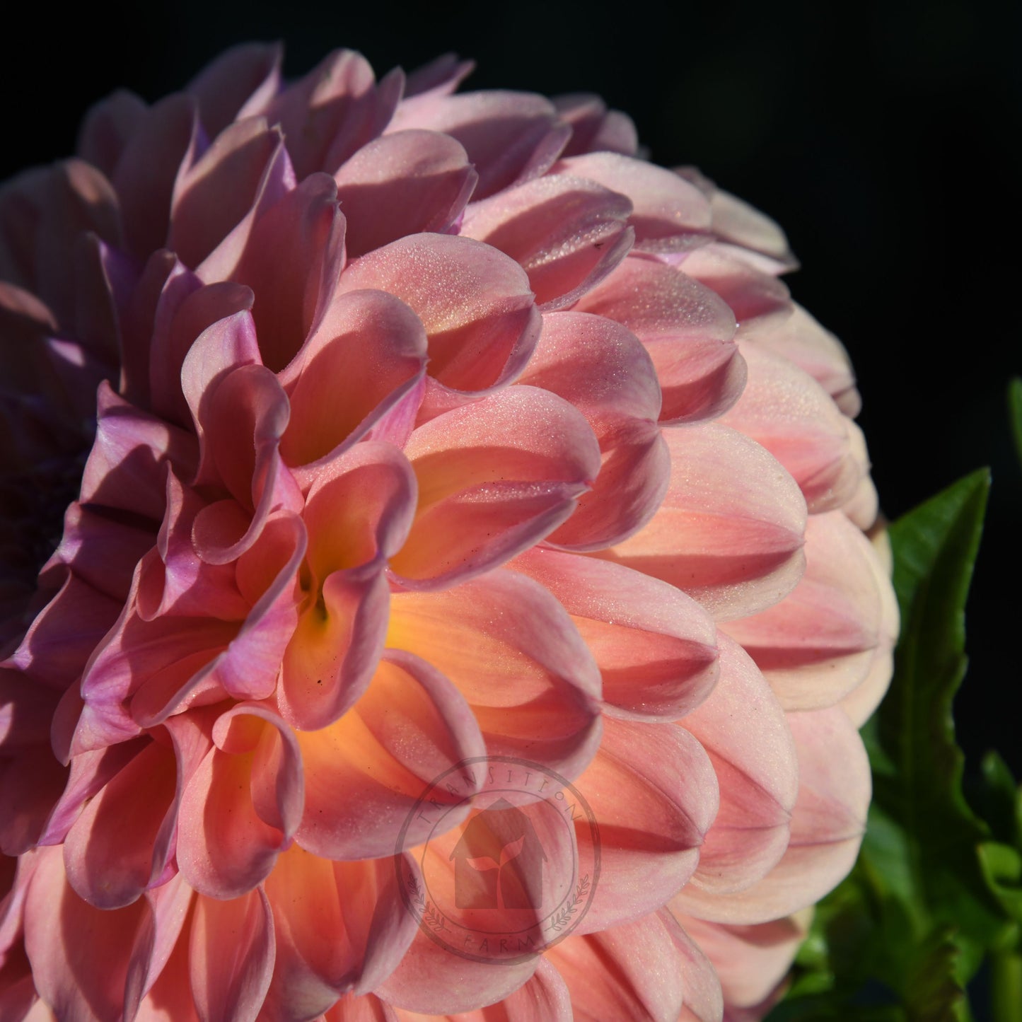 Dahlia 'Breannon'