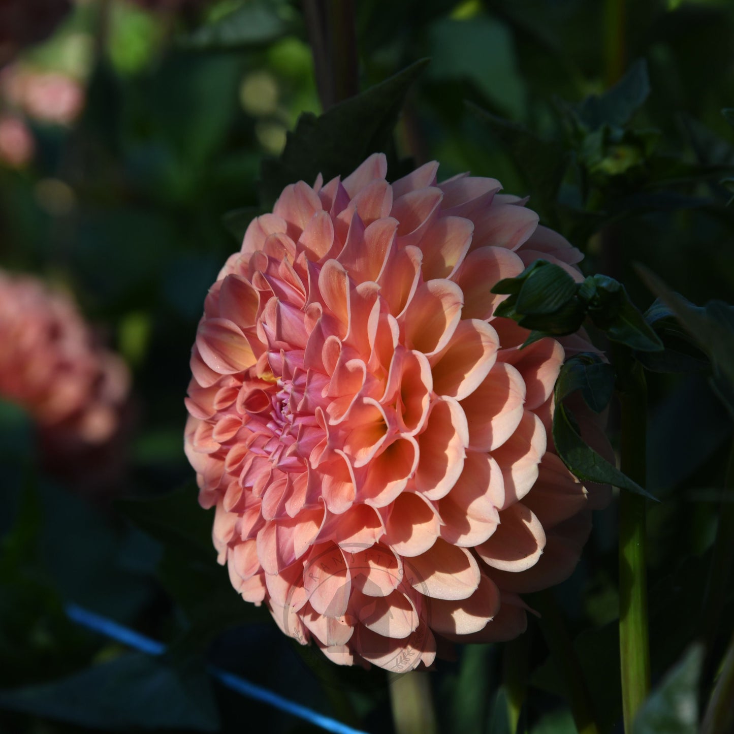 Dahlia 'Breannon'