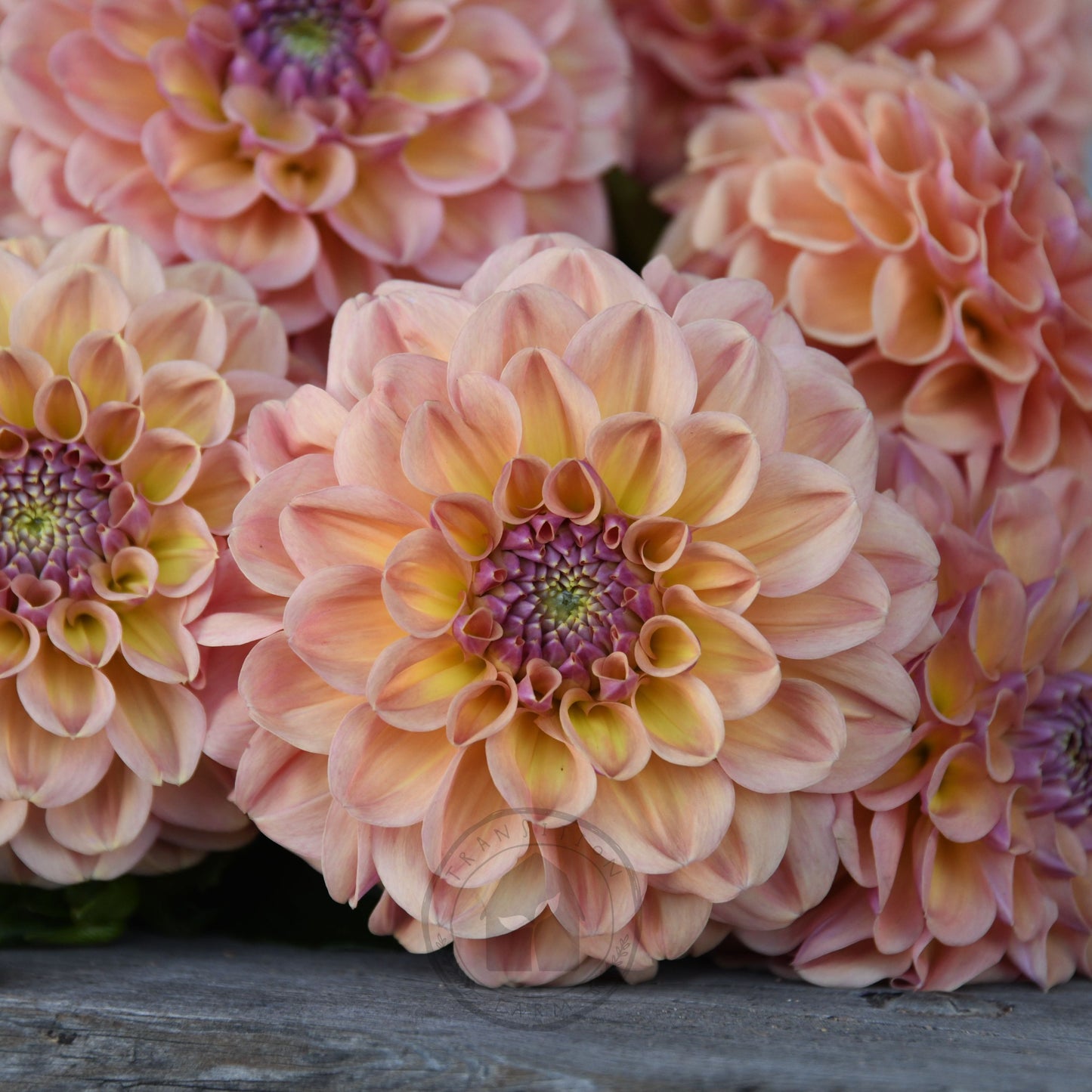 Dahlia 'Breannon'