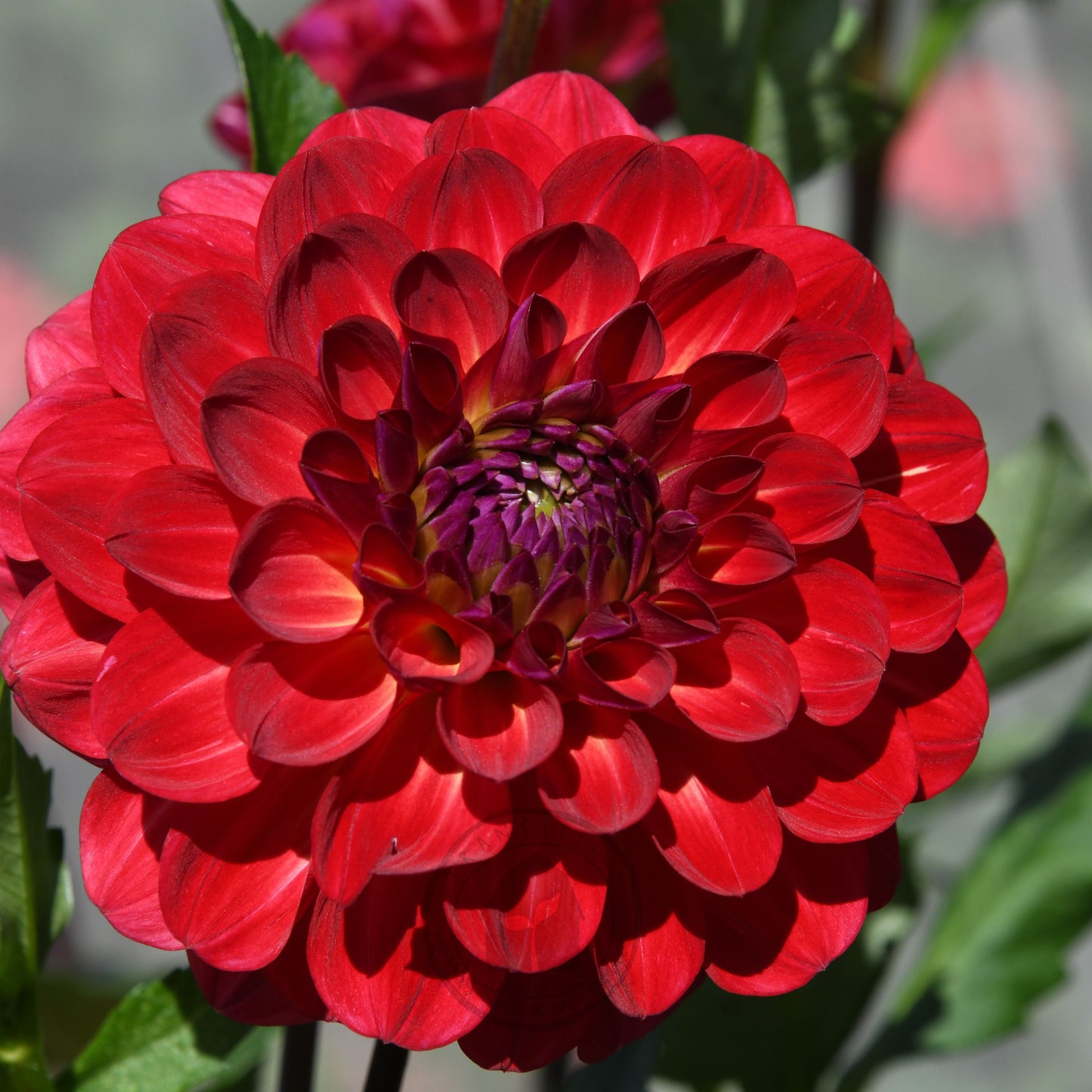 Dahlia 'Bushfire'