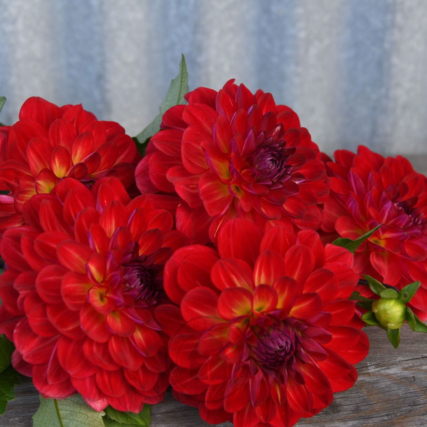 Dahlia 'Bushfire'