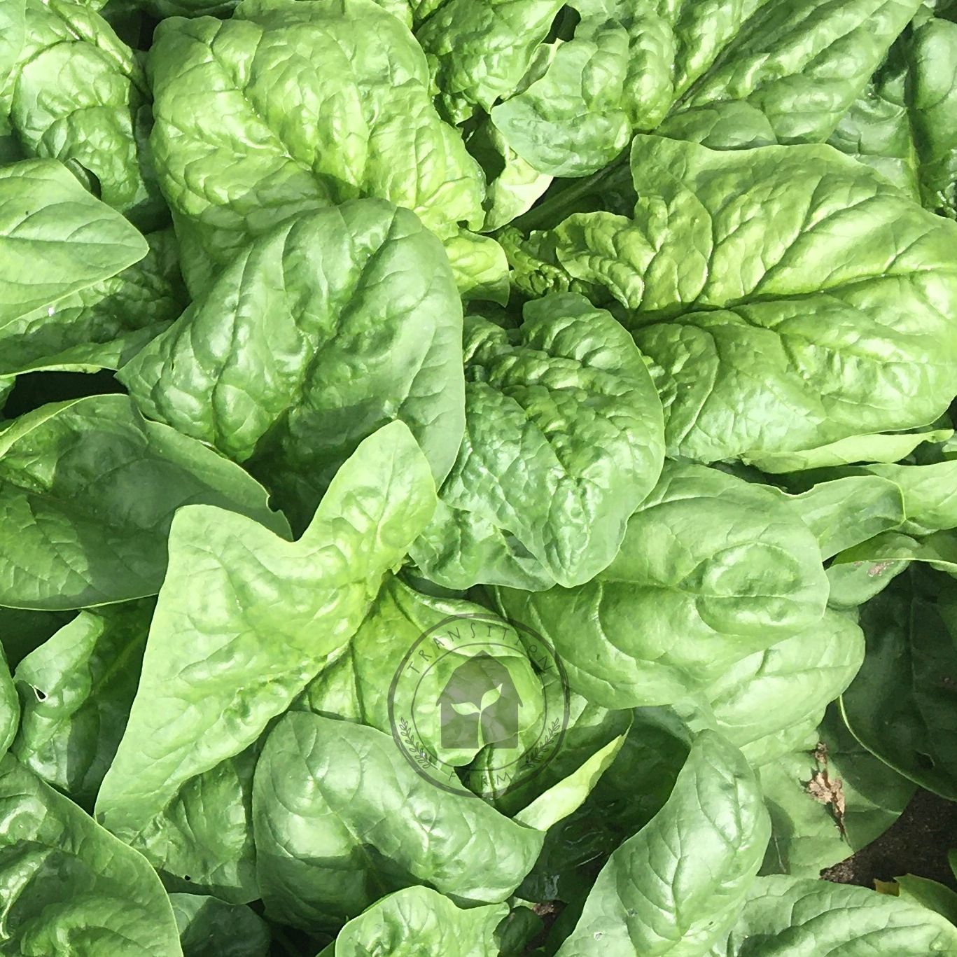 Close-up of fresh green spinach leaves