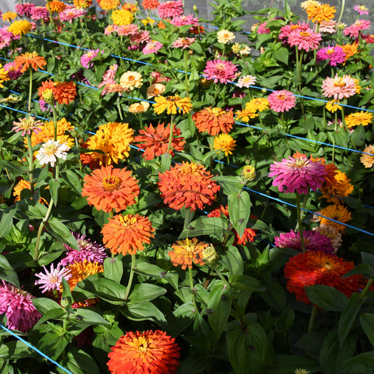 Cactus zinnias growing in isolation enclosure