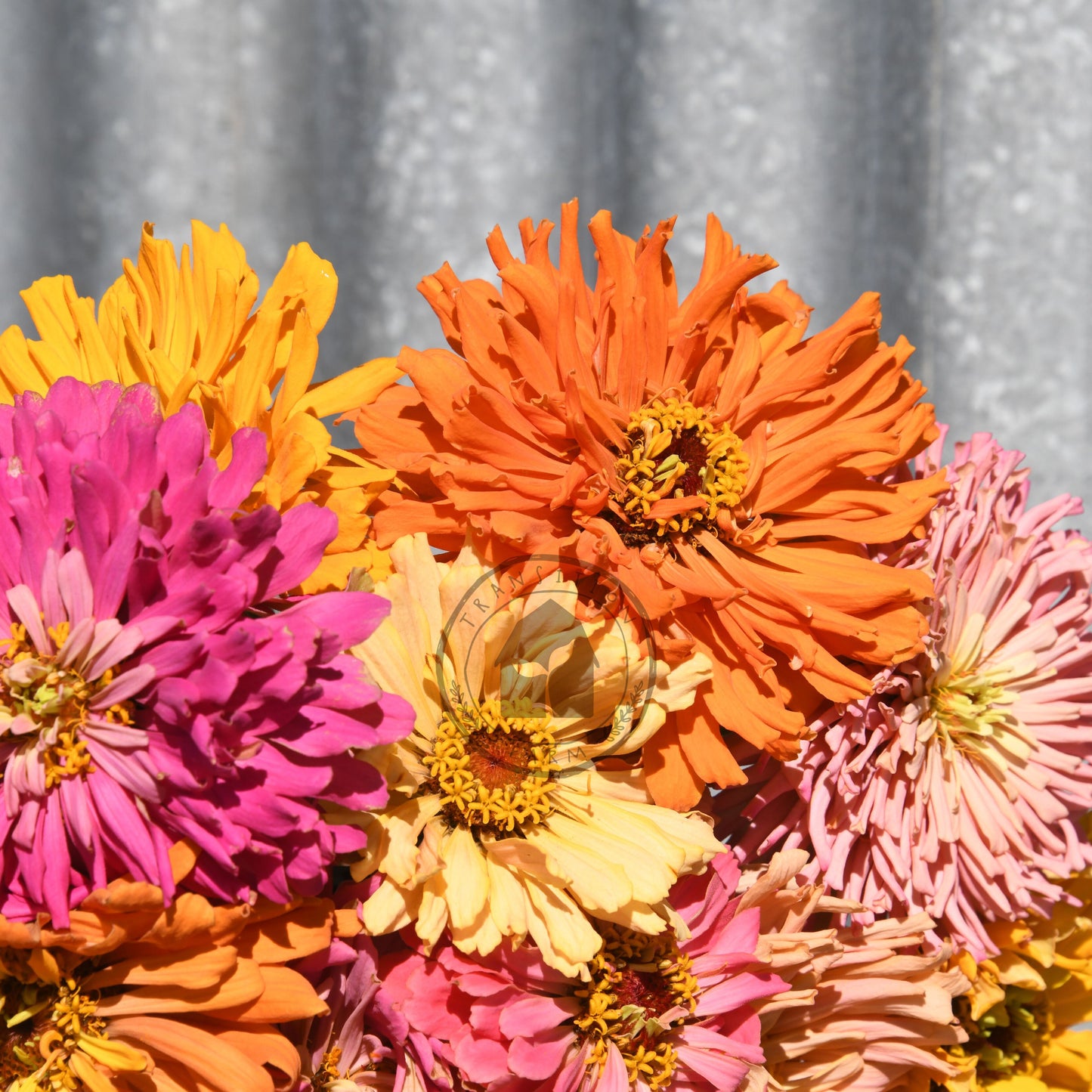 Zinnia flowers including pink, orange, and yellow against a corrugated metal background