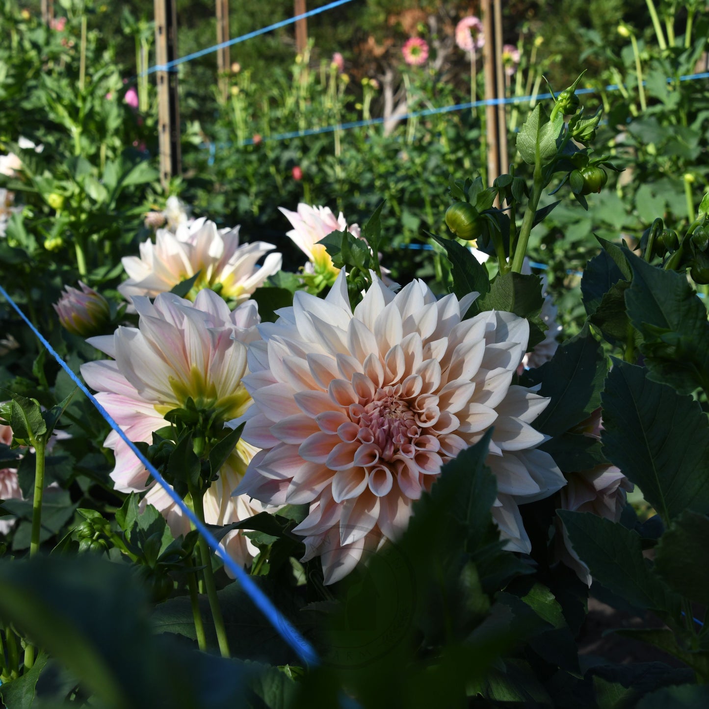 Dahlia 'Cafe au Lait'