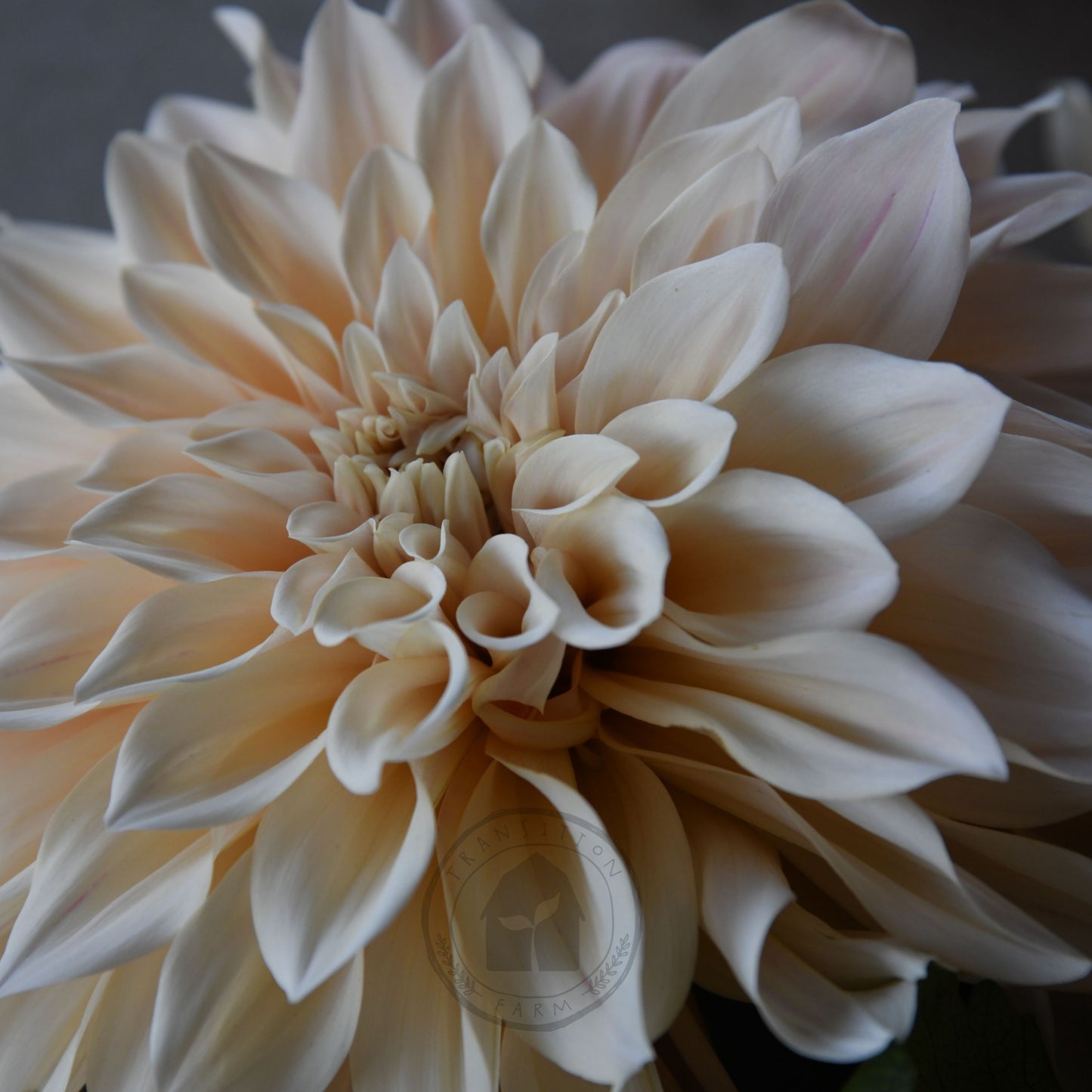 Dahlia 'Cafe au Lait'