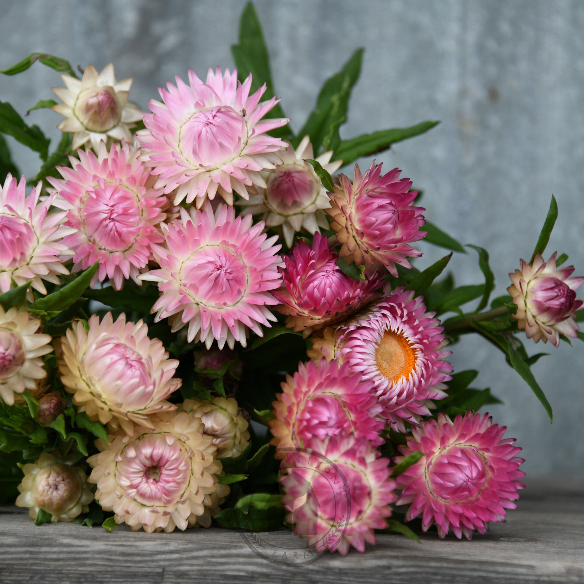 Bouquet of pink and green flowers on a wooden surface with a gray textured background