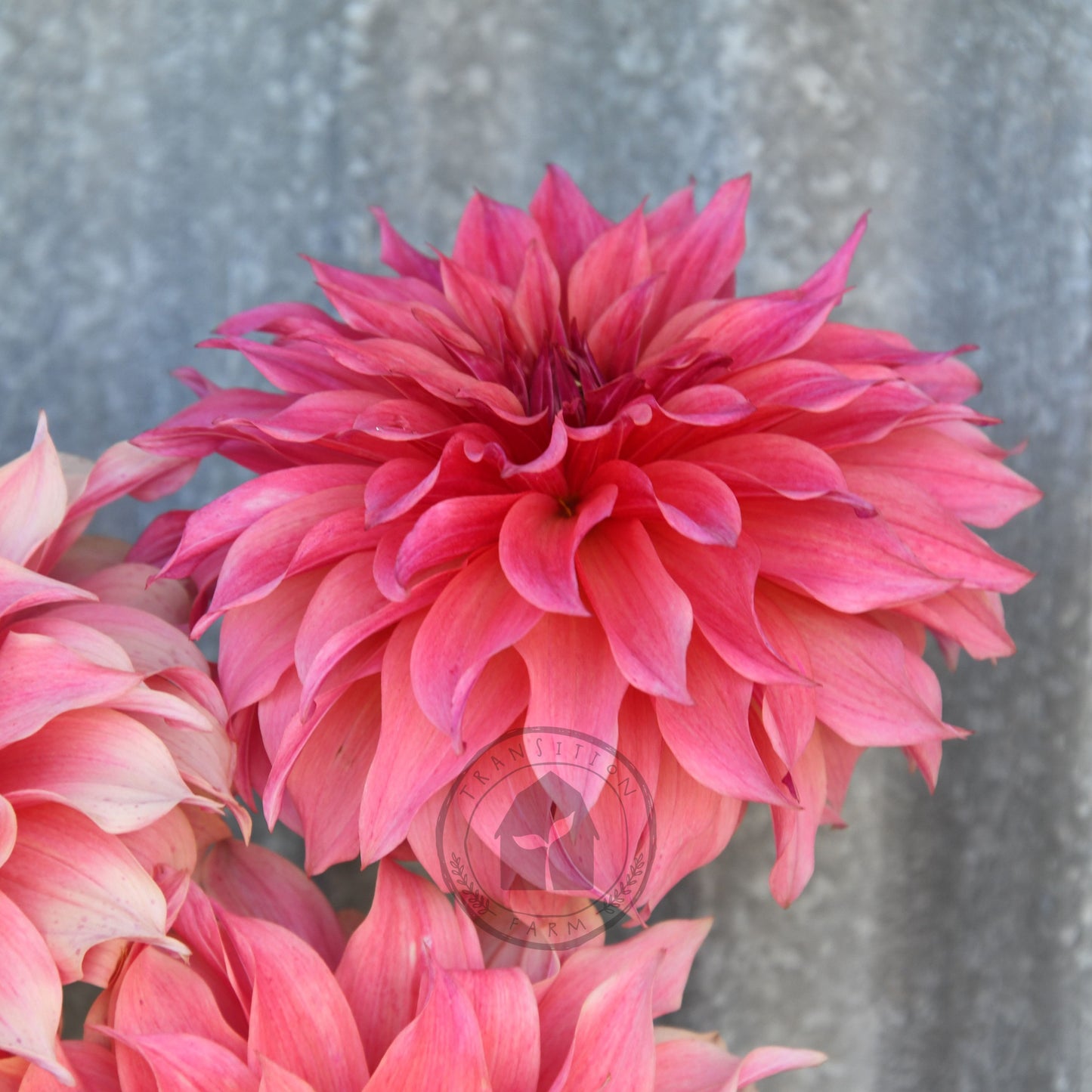 Dahlia 'Carlos Watermelon'