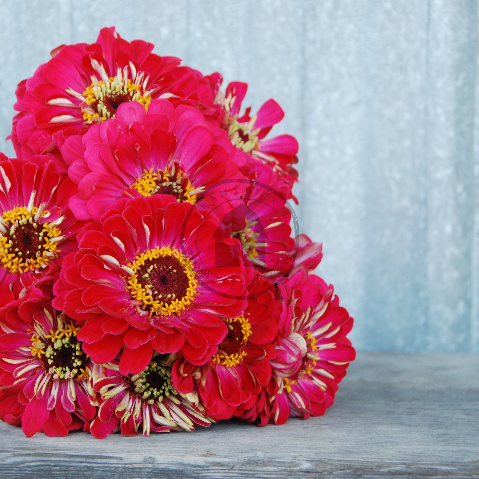 Bouquet of red flowers on a wooden surface with a light blue curtain background