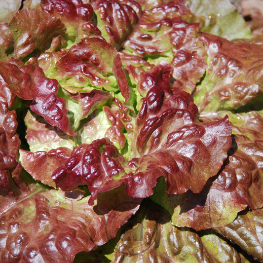 Close-up of red and green lettuce leaves