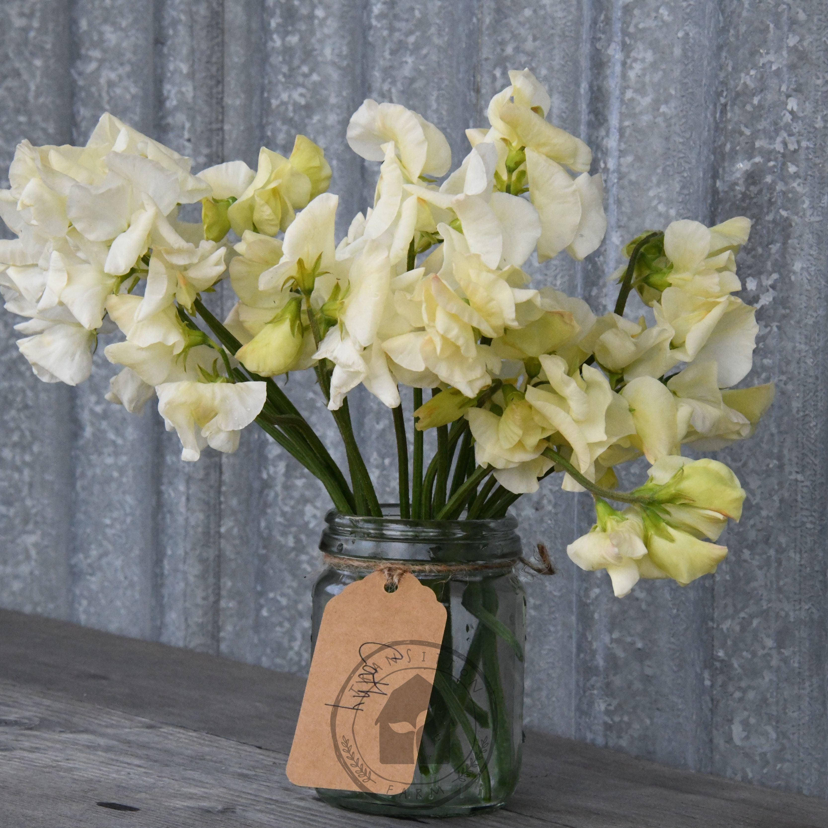 Sweet Pea 'Cathy' – Transition Farm