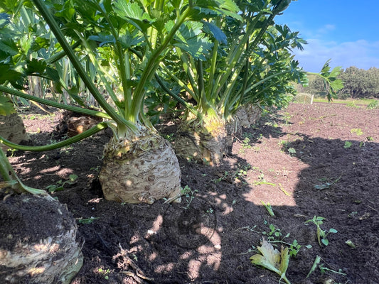 Celeriac 'Mars'