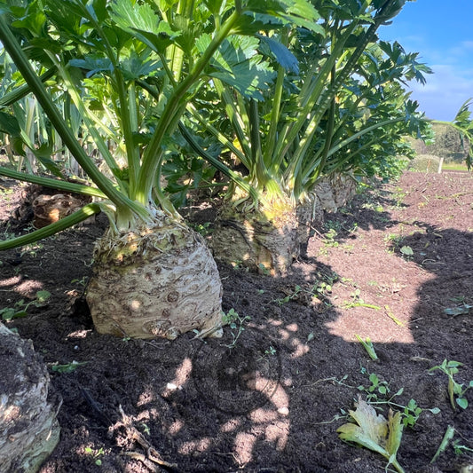 Celeriac 'Mars'