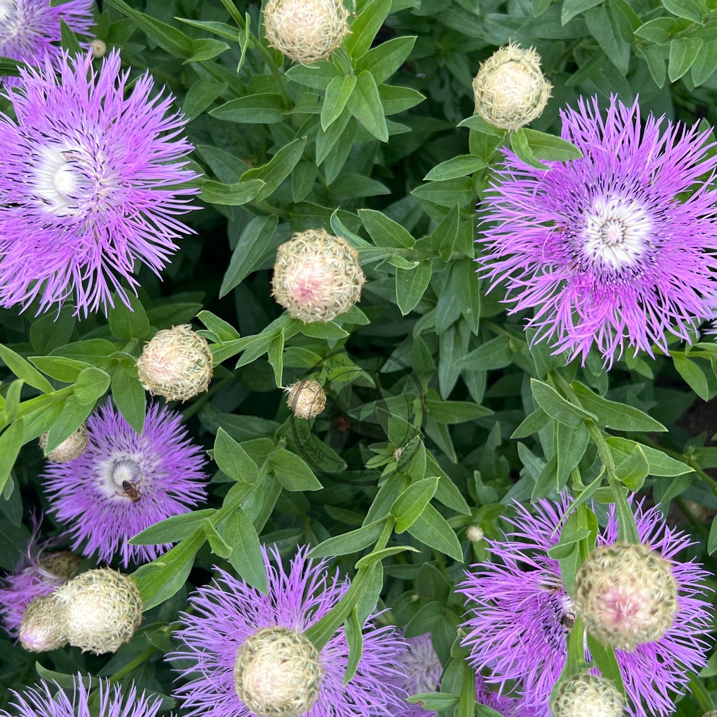 Purple flowers with green leaves in a natural setting