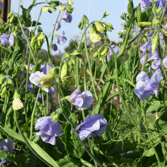 Sweet Pea 'Chelsea Centenary'
