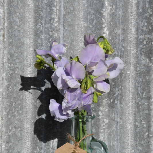 Bouquet of purple flowers in a clear vase against a corrugated metal background