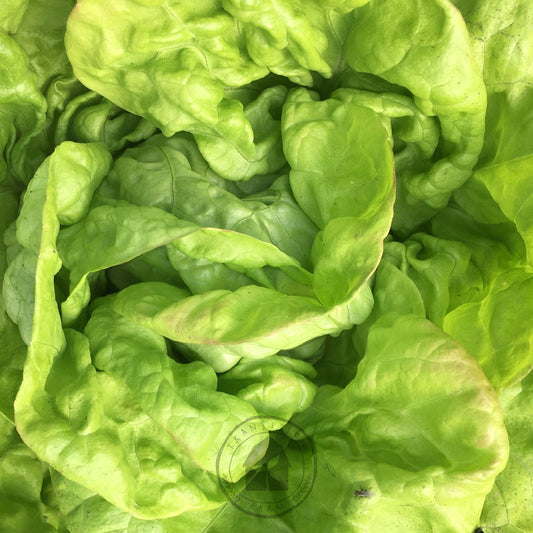 Close-up of fresh green lettuce leaves