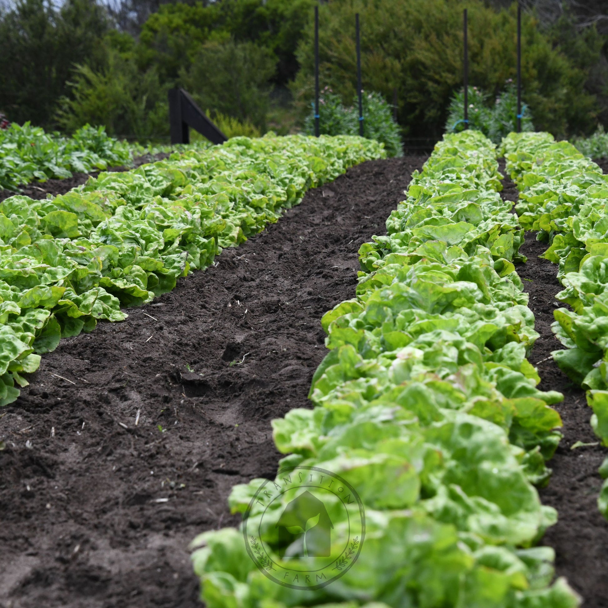 Rows of green lettuce plants growing in a garden