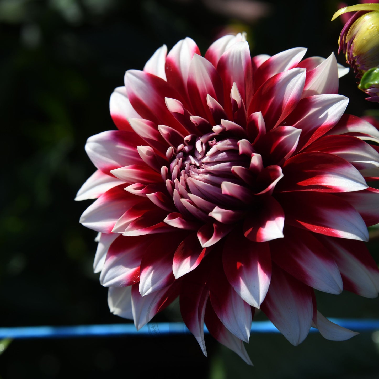 Dahlia 'Circus'