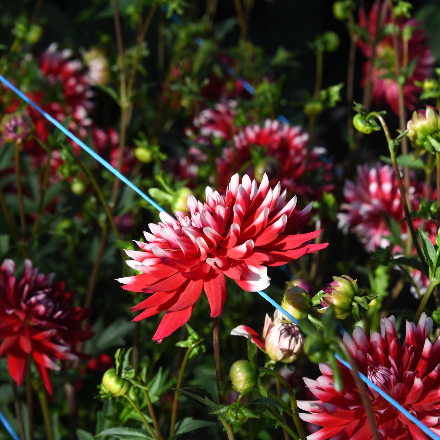 Dahlia 'Circus'